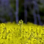 Підірве довіру інвесторів і завдасть шкоди малим виробникам – експерти пояснили, чим обернеться заборона на експорт ріпаку та сої