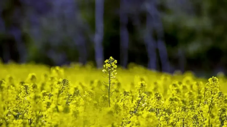Підірве довіру інвесторів і завдасть шкоди малим виробникам – експерти пояснили, чим обернеться заборона на експорт ріпаку та сої